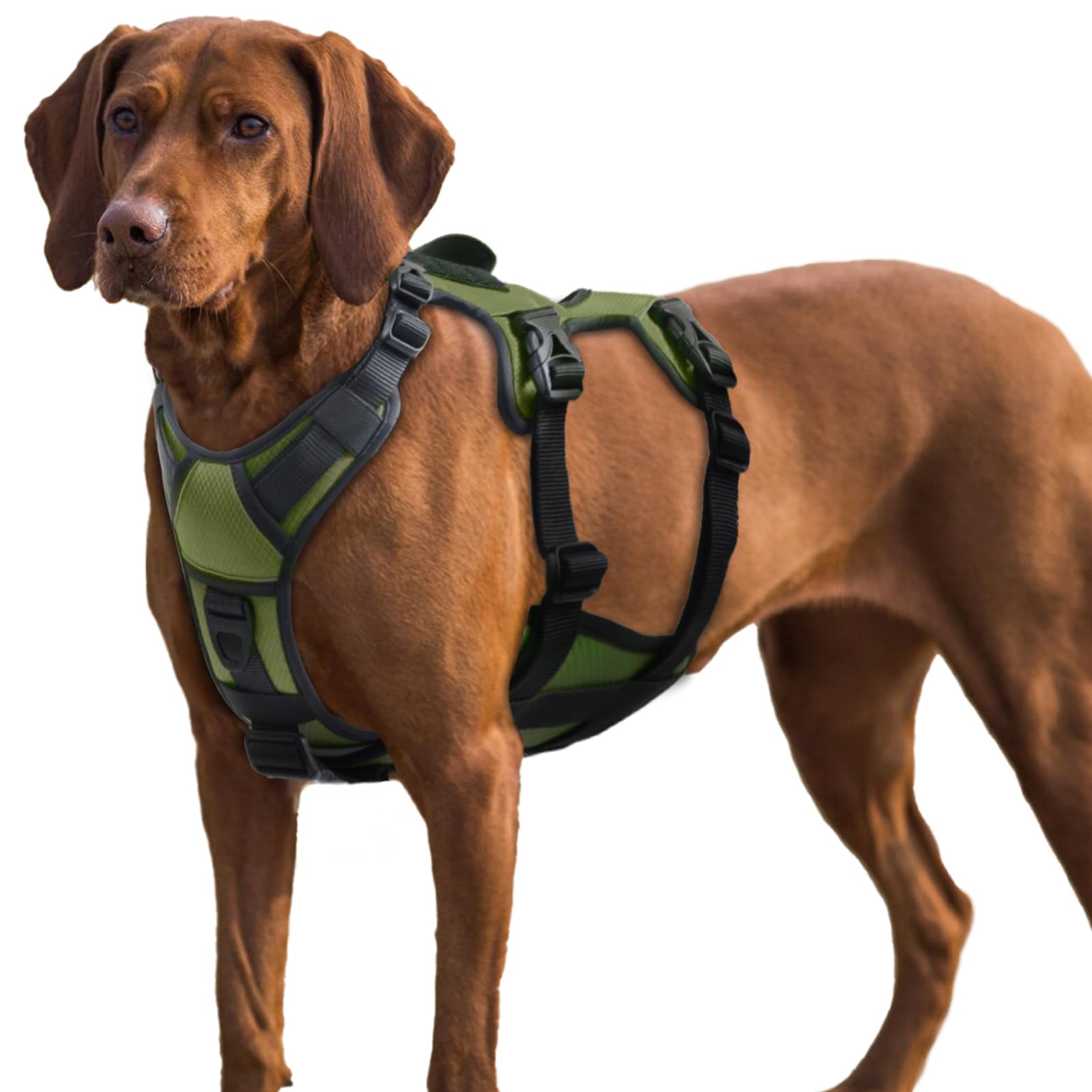 Escape-Proof Reflective Harness